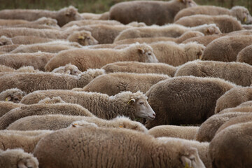 Fototapeta premium Herd of sheep in a field