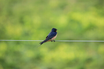 Swallow on a fence wire