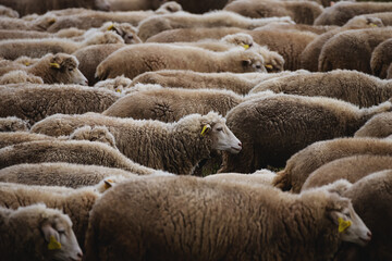 Fototapeta premium Herd of sheep in a field