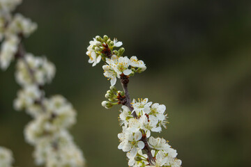 The beautiful white flower in a field in a spring day