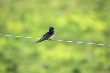 Swallow on a fence wire