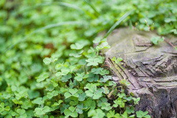 green moss on the stone