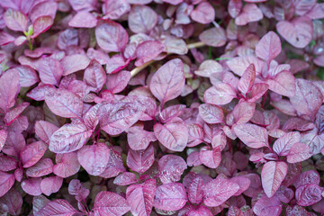Fototapeta premium close up of pink hydrangea