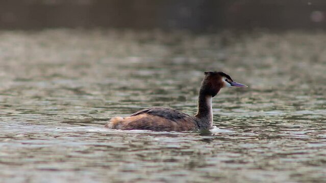 great crested grebe swims on a pond in spring