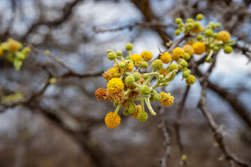 the blossoms of acacia, mimosa, thorntree or wattle