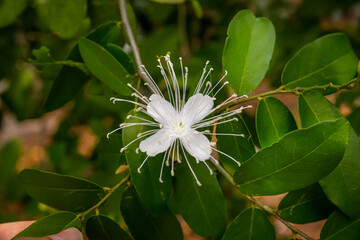blossom and leaves of caper bush or flinders rose