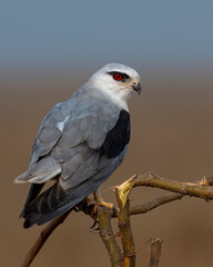 Black-winged kite or Elanus caeruleus observed near Nalsarovar in Gujarat, India