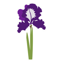 Big purple iris flower with green leaves and green stem on a white background. 