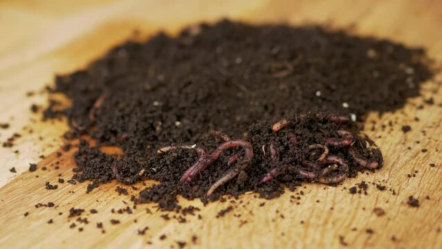 Close up, Crawling Red Earthworms in Black Soil Isolated on Wooden Background. Slow motion. Group of wriggling earthworms in wet compost. Fishing worms. Red worms Dendrobaena. Loosening fertile soil.