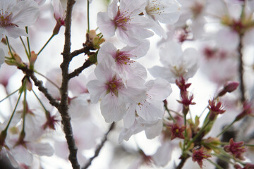 三重県伊勢志摩のおかげ横丁の桜