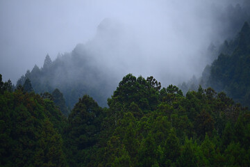 Fototapeta na wymiar 霧と木々