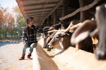 Asian woman working in farm, sitting at feeding row with talking to cows friendly, take care...