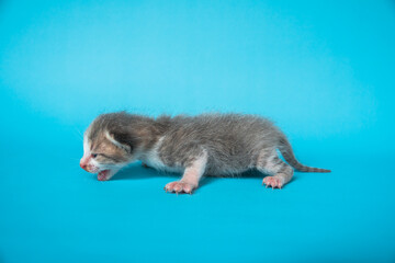 An adorable dark gray kitten a few weeks old, a domestic kitten that can't open its eyes yet on a turquoise background, very cute and just learning to walk