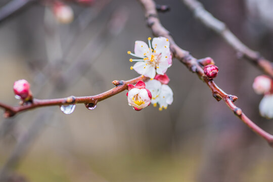 Apricot flowers after the rain with raindrops shot close up. Photos of flowering apricot tree and apricot flowers
