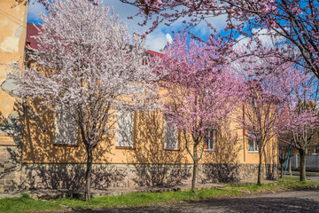Street with paving stones on the road and small cozy houses in cherry blossoms. Blooming delicate pink flowers in early spring Blut-Pflaume. Prunus cerasifera 'Nigra', Familie: Rosaceae.