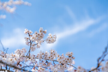 青空の下で満開に咲く桜