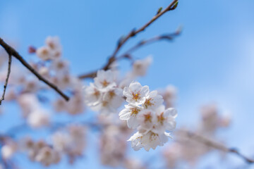 青空の下で満開に咲く桜
