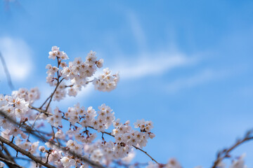 青空の下で満開に咲く桜