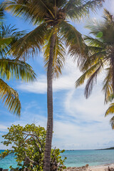 Caribbean beach with a lot of palms and white sand, Dominican Republic. Sunny warm day at the sea under palm trees. Sun loungers under palm trees