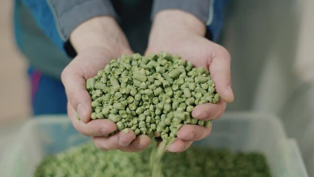 Male hands holding pressed hops close-up for beer production. Brewery, brewery factory