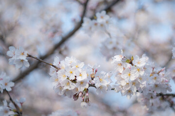 桜・ソメイヨシノ