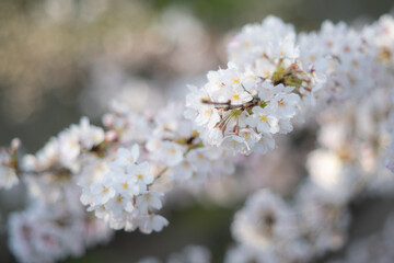 桜・ソメイヨシノ
