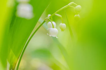 Selbstklebende Fototapeten 草陰に咲くスズランの花 © A-Dash Gallery