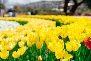 鮮やかに咲くチューリップ