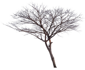 real death tree PNG file transparent