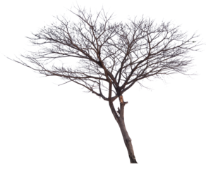 real death tree PNG file transparent