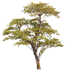  real tree on the transparent background has removed the original background