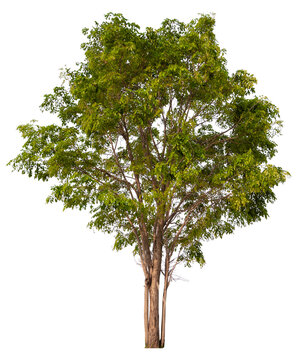  real tree on the transparent background has removed the original background