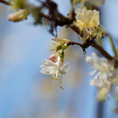 (Lonicera fragrantissima) Close-up of creamy white flower of winter honeysuckle or January jasmine
