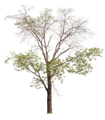 Obraz premium real tree on the transparent background has removed the original background
