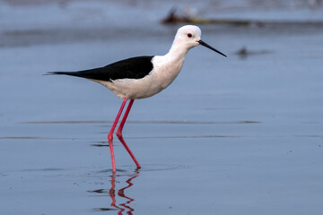 Black-winged stilt or Himantopus himantopus observed near Nalsarovar in Gujarat