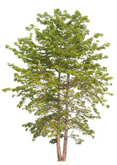 real tree on the transparent background has removed the original background
