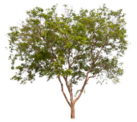  real tree on the transparent background has removed the original background