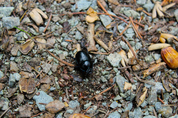 Waldmistkäfer
