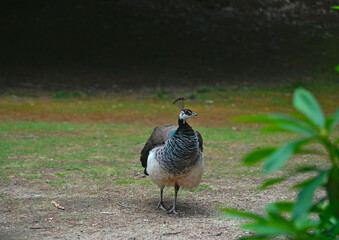 Launceston's own piece of wilderness just 15 minutes walk from the city centre. Australia. Tasmania.