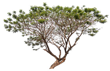  real tree on the transparent background has removed the original background