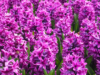 Fototapeta premium Field with blooming hyacinths Hyacinthus orientalisin bright colors