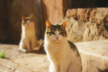 Two white and brown furry homeless cats are sitting on a city street in sunny day. Yard cat in an...