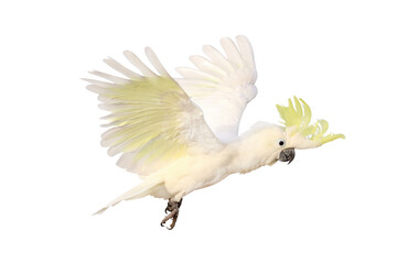 Beautiful cockatoo parrot flying isolated on transparent background.	
