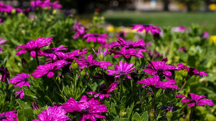 purple flowers in the field