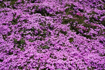 ピンクの芝桜が咲いている