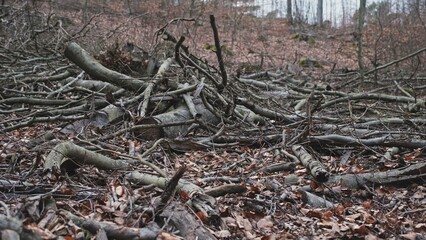 Broken Tree Branches and Wood Shavings Scobs in Forest Destroyed by Lumberjack Industrial...