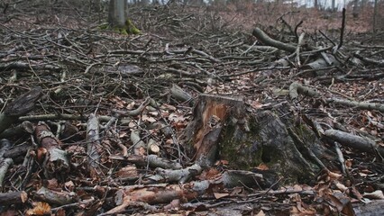Naklejka na ściany i meble Broken Tree Branches and Wood Shavings Scobs in Forest Destroyed by Lumberjack Industrial Deforestation Clearance Site