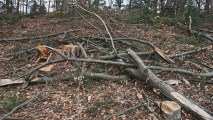 Broken Tree Branches and Wood Shavings Scobs in Forest Destroyed by Lumberjack Industrial...