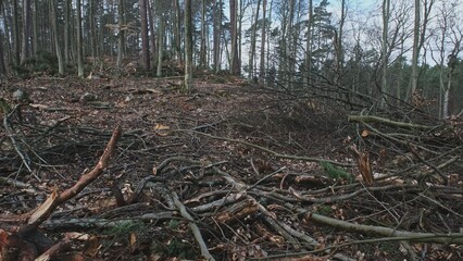 Broken Tree Branches and Wood Shavings Scobs in Forest Destroyed by Lumberjack Industrial...