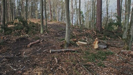 Broken Tree Branches and Wood Shavings Scobs in Forest Destroyed by Lumberjack Industrial Deforestation Clearance Site